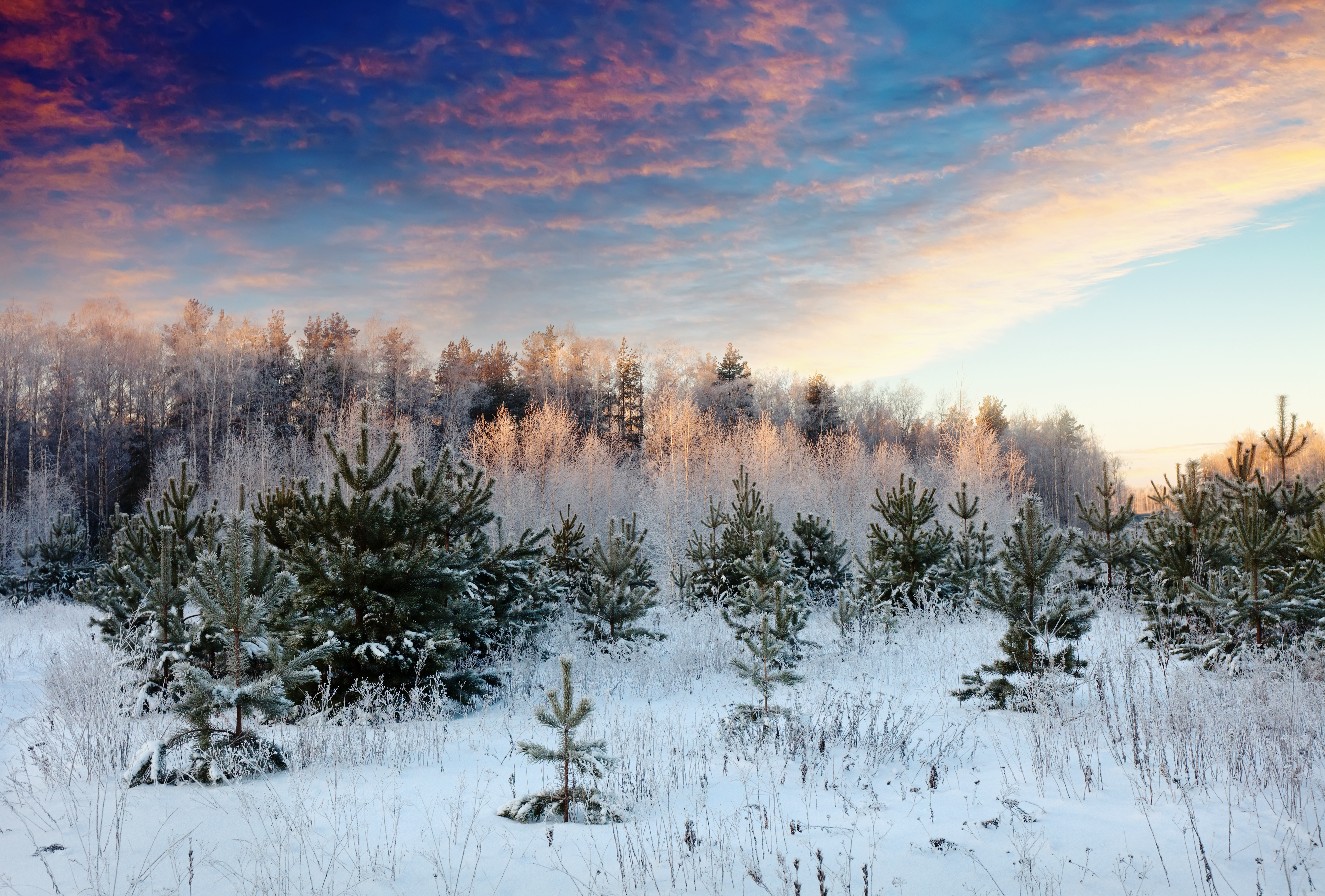 Der Winter